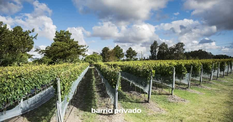 Barrio Privado “Viñedos de la Tahona”: Un Refugio Familiar con Encanto Natural